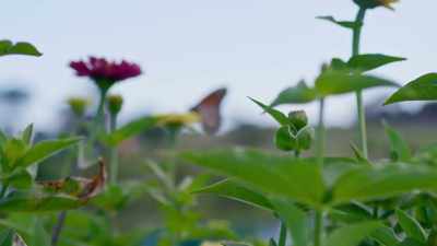 At the gardens, - Down for Love