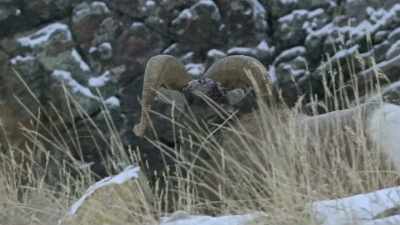 At the higher elevations, - Yellowstone: One-Fifty