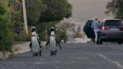 At the next bush,
turn right. Turn right. - Penguin Town