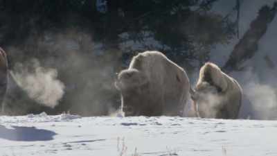 At the same time, - The American Buffalo