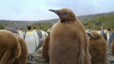 'At three feet tall,
she may be fully-grown, - A Year on Planet Earth