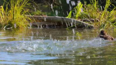 At three months old, they are accomplished swimmers. - Tiny World