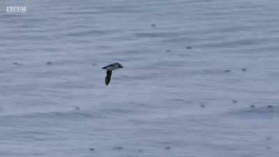 At this time of year, - Wales: Land of the Wild