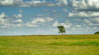 At this time of year, the grass
is high, - Serengeti