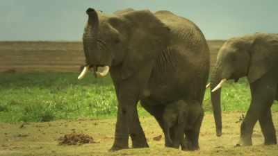 At this time of year,
the need for water - Serengeti