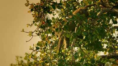 At this time of year,
their fig tree comes into fruit. - Serengeti