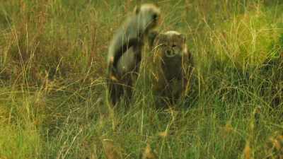 At times like this, cubs should be
neither seen nor heard. - Serengeti