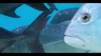 At up to 170 pounds, - Our Oceans
