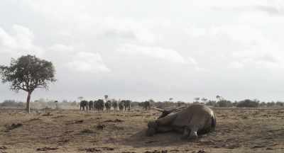 Athena dares not leave, - The Elephant Queen