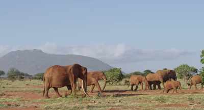 Athena's family rely
on her experience and wisdom, - The Elephant Queen