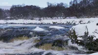 Atlantic salmon were once common
across Britain and Ireland, - Wild Isles