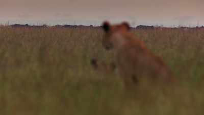ATTENBOROUGH: A few weeks later,
the sun sets for the last time. - Dynasties
