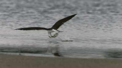 [Attenborough] A skimmer's neck
is built to absorb sudden impacts. - Prehistoric Planet