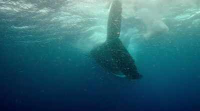 [Attenborough] Animals
that had been viewed - David Attenborough: A Life on Our Planet