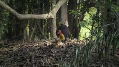[Attenborough] Bush turkeys in Australia
use this remarkable technique. - Prehistoric Planet
