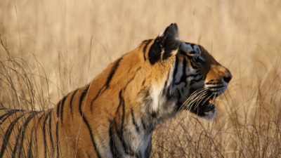 ATTENBOROUGH: Even with her experience, - Dynasties