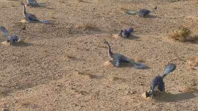 [Attenborough] For some dinosaurs,
it was a commitment worth making. - Prehistoric Planet