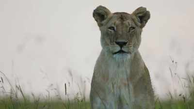 ATTENBOROUGH: Next time,
a lioness battles against the odds. - Dynasties