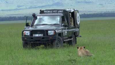 ATTENBOROUGH:
Soon after the pride leave him, - Dynasties