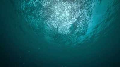 [Attenborough]
They also had another adaptation - Prehistoric Planet