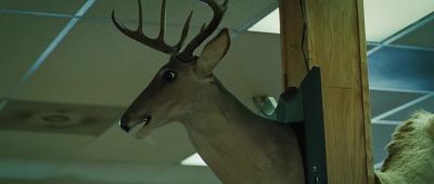 Attention all fellow deer - Sunshine Cleaning