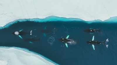 ...attracted by the biggest
seasonal transformation - Planet Earth III