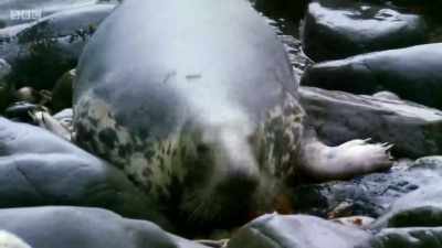 Attracted by the seclusion,
they've come to give birth. - Wales: Land of the Wild