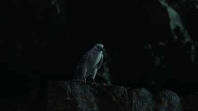 [audience laughs] - His Dark Materials