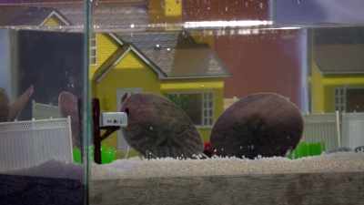 [audience laughs] - Bill Nye Saves the World