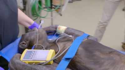 Audra: It's gonna take
at least a couple days - Secrets of the Zoo