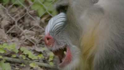 Audra: We know he has such
significant dental issues, - Secrets of the Zoo