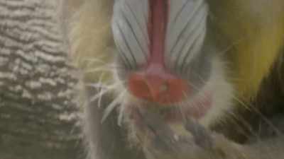 Audra: Yeah, there's definitely
some white stuff - Secrets of the Zoo