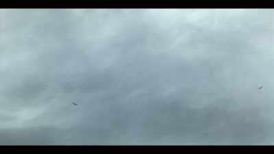 Auks and gannets flying high - Vikings: Valhalla