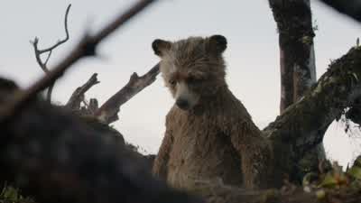 - Aunt Lucy. - Paddington