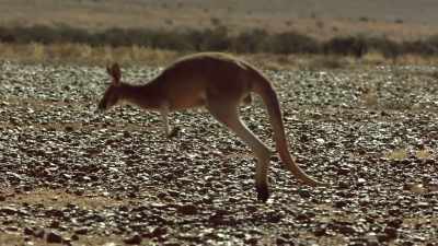 Australia is a land
ruled by marsupials, - Modern Dinosaurs