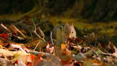 Autumn is almost over, - Tiny World