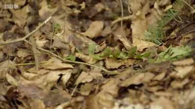 Autumn is gaining
a foothold in the Glens. - Chronicles of the Glens