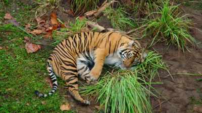 Aw! (CHUCKLING) - Magic of Disney's Animal Kingdom