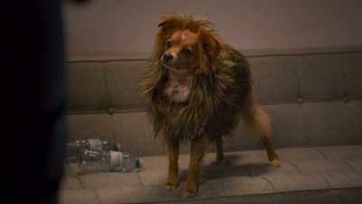 Aw, she knows I'm not an Ewok.
I like her. - The Healing Powers of Dude
