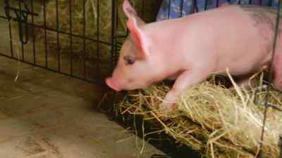 Awaiting them was basically a new home - Pignorant