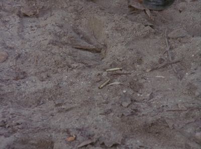 (B.A.)
Shell casings. - The A-Team
