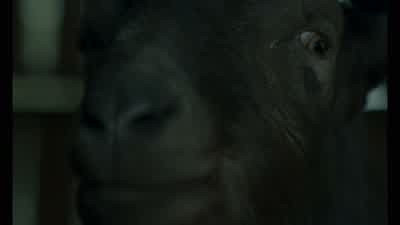 Baa, baa. - The Witch