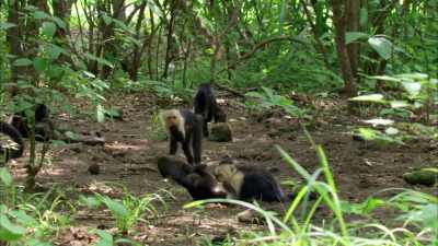 Baboon: Hey, guys,
if I ask you something, - When Nature Calls with Helen Mirren