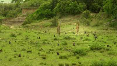 BABOONS SCREECH - Serengeti