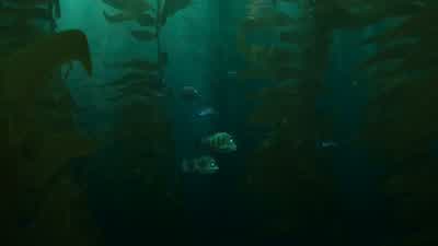 BABY DORY: Hello? - Finding Dory