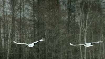Baby Duck: [ Grunts ] - When Nature Calls with Helen Mirren