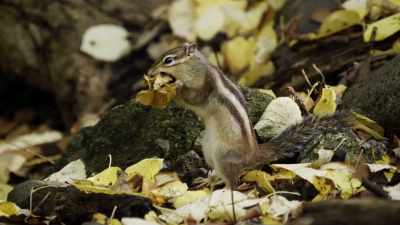 Baby Duck: [ Grunts ] - When Nature Calls with Helen Mirren