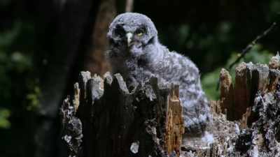 Baby Duck: [ Grunts ] - When Nature Calls with Helen Mirren