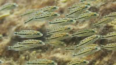 Baby fish, after all, make a tasty meal. - Seven Worlds, One Planet