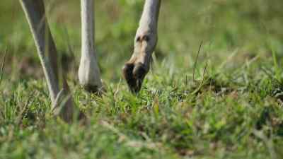 (BABY GAZELLE CALLS SOFTLY) - Predators
